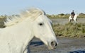 Portrait of the White Camargue Horse Royalty Free Stock Photo