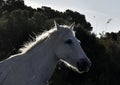 Portrait of the White Camargue Horse Royalty Free Stock Photo