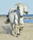 Portrait of the White Camargue Horse Royalty Free Stock Photo