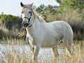 Portrait of the White Camargue Horses