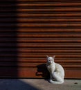 portrait of white cat and brown iron shutter as a background