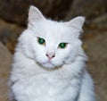 Portrait of a white cat with green eyes