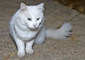 Portrait of a white cat with green eyes