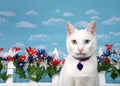 Portrait of a white kitten with heterochromia in backyard garden