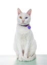 Portrait of a white cat with heterochromia sitting