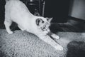 Portrait of a white cat stretching herself on a carpet Royalty Free Stock Photo