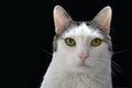 Portrait of a white cat with tabby spots, bright green eyes and pink nose on black background Royalty Free Stock Photo