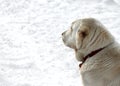 Portrait of a white Central Asian shepherd dog Alabai sitting on the snow Royalty Free Stock Photo