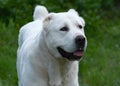 Portrait of a White Central Asian shepherd dog Royalty Free Stock Photo