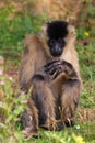 Portrait of a White-cheeked Gibbon