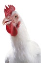 The portrait of a white chicken Royalty Free Stock Photo