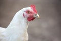 Portrait of a white chicken against neutral background Royalty Free Stock Photo