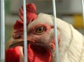 Portrait of a white chicken in a cage Royalty Free Stock Photo