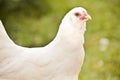 Portrait of white chicken