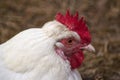 Portrait of a white chicken in a poultry farm Royalty Free Stock Photo