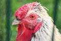 Portrait of white chicken with red head behind a farm fence close up Royalty Free Stock Photo