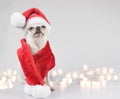 White  Chihuahua dog wearing Santa Claus hat and red scarf sitting , looking  up  on white background with Christmas  string Royalty Free Stock Photo