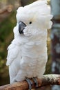 Portrait of a white cockatoo