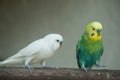 white and colorful parakeet on a perch