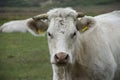 Portrait of a white cow Charolais