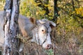Portrait of a white cow looking at camera on background of autumn forest Royalty Free Stock Photo