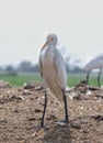 A portrait of white crane or Leucogeranus leucogeranus waiting in a field