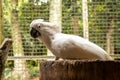 portrait of a white-crested cockatoo on a log looking Royalty Free Stock Photo