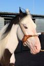 Portrait of a white dapple horse Royalty Free Stock Photo