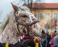 Portrait of a white dappled horse on Todorov day in Bulgaria