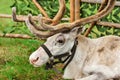 Portrait of white deer in harness, deer head close-up Royalty Free Stock Photo