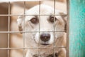 Portrait of a white dog behind bars. Abandoned sad dog in a cage at a shelter Royalty Free Stock Photo