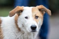 Portrait of a white dog with brown ears looks carefully at the camera Royalty Free Stock Photo