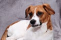 Portrait of a white dog with brown spots with a condemning expression of the eyes on a gray background