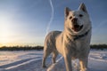 Portrait of a white dog on frozen river
