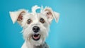 Portrait of white dog with funny surprised expression on its face on blue background