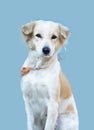 A portrait of a white dog looking at the camera isolated on a blue background Royalty Free Stock Photo