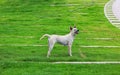 Portrait of a white dog  Standing on the outdoor lawn is relaxing. Royalty Free Stock Photo