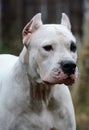 Portrait of white dogo argentino Royalty Free Stock Photo