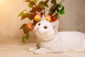 Portrait of white domestic cat lying