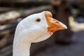 Portrait of white domestic goose bird on farm Royalty Free Stock Photo