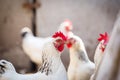 Portrait of white domestic hen Royalty Free Stock Photo