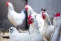 Portrait of white domestic hen Royalty Free Stock Photo