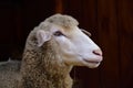 Portrait of a white domestic sheep with hay in the fur in front of dark background and a wooden wall Royalty Free Stock Photo