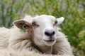 Portrait of a white domestic sheep (Ovis aries) in the meadow