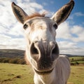 Portrait of a white donkey on a meadow in Scotland