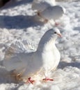 Portrait of a white dove in the snow in winter Royalty Free Stock Photo