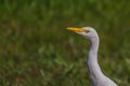 Portrait of a white egyptian heron Bubulcus ibis standing on the grass and carefully looking to the side arched neck