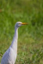 Portrait of a white egyptian heron Bubulcus ibis standing on the grass and carefully looking to the side