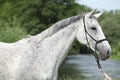 Portrait of white English Thoroughbred horse in front of river Royalty Free Stock Photo