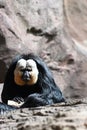 Portrait of a white faced saki